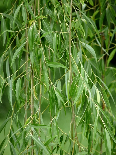 {Salix babylonica}